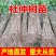 杜仲树苗包技术包活保品种，死苗包赔现挖现发基地直发可实地