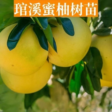 柚子苗琯溪蜜柚苗,包技术包活保品种,死苗包赔现挖现发基地