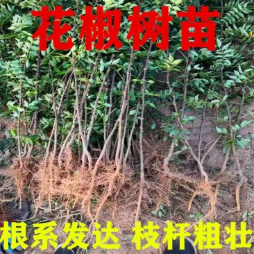 花椒树树苗大红袍花椒苗包技术包活保品种，死苗包赔现挖现发