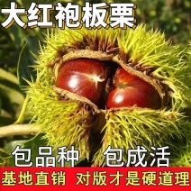 板栗苗大红袍板栗树苗