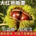 板栗苗大红袍板栗树苗