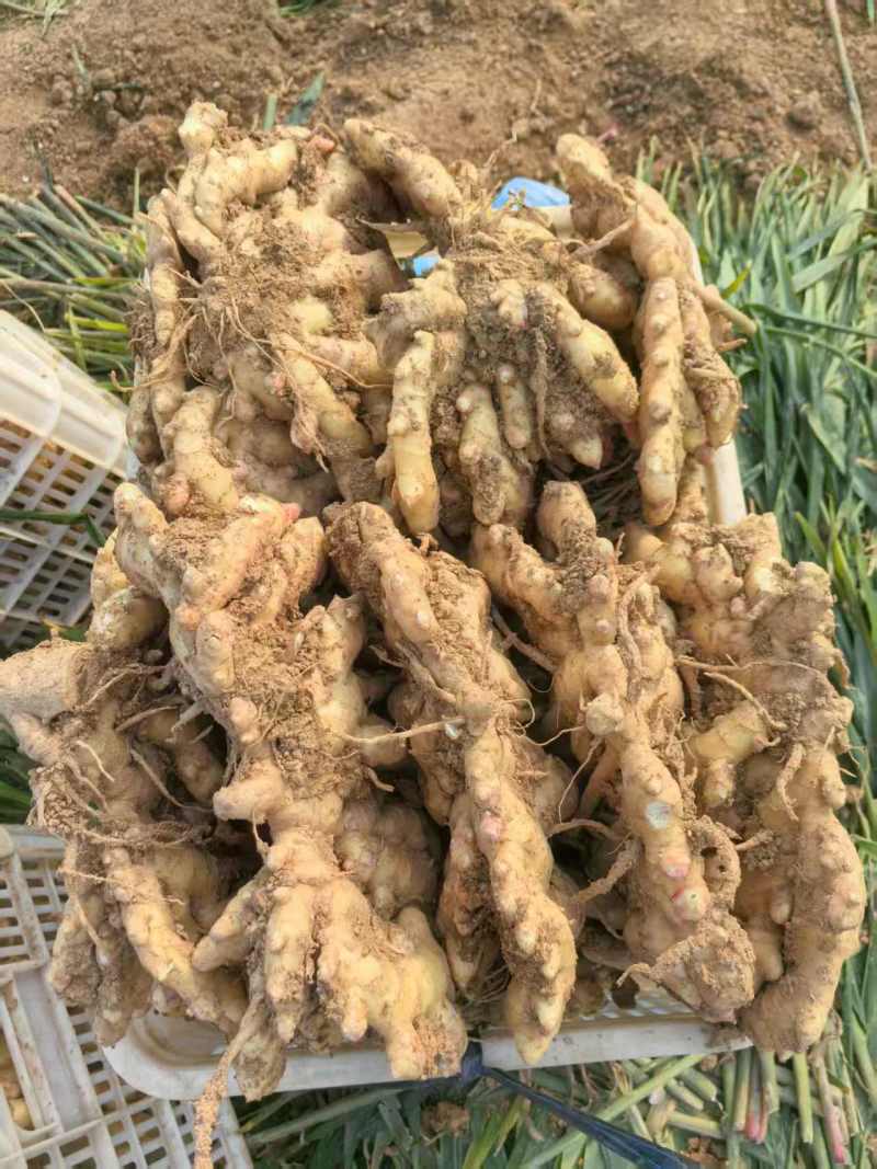 山东大姜大黄姜产地直发坏烂包赔保质保量对接全国