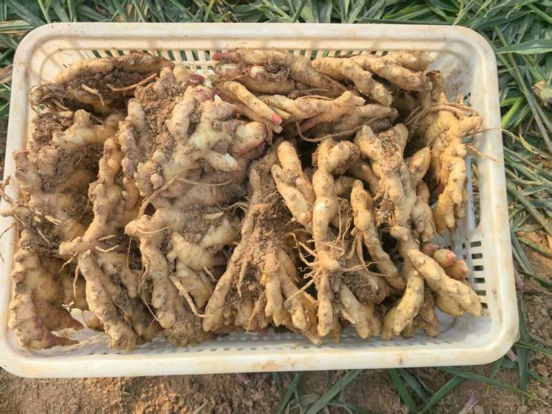山东大姜大黄姜产地直发坏烂包赔保质保量对接全国