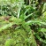 新鲜大叶化石草四川眉山产地直供现采现发质量保证全国发货