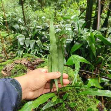 新鲜大叶化石草四川眉山产地直供现采现发质量保证全国发货