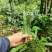 新鲜大叶化石草四川眉山产地直供现采现发质量保证全国发货