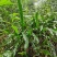 新鲜大叶化石草四川眉山产地直供现采现发质量保证全国发货
