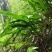 新鲜大叶化石草四川眉山产地直供现采现发质量保证全国发货