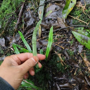 新鲜小叶化石草四川眉山基地直供质量保证现采现发欢迎订购