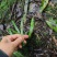 新鲜小叶化石草四川眉山基地直供质量保证现采现发欢迎订购