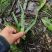 新鲜小叶化石草四川眉山基地直供质量保证现采现发欢迎订购