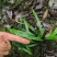 新鲜小叶化石草四川眉山基地直供质量保证现采现发欢迎订购
