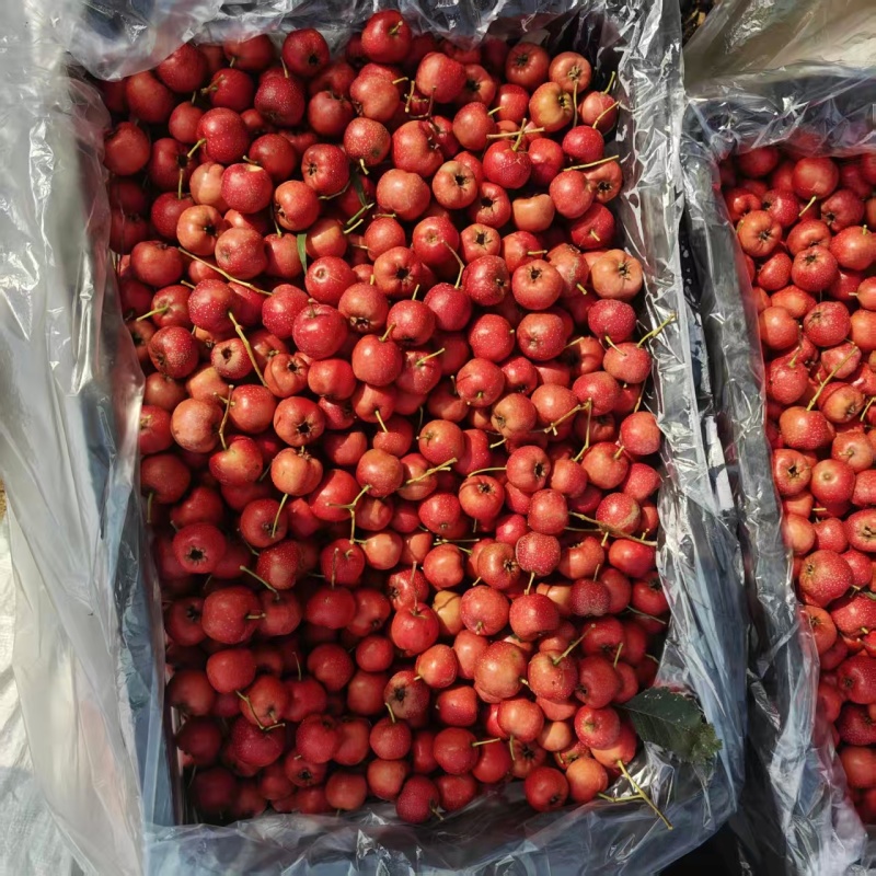 山东新泰市甜红子山楂/品相好/产地发货/量大价优/