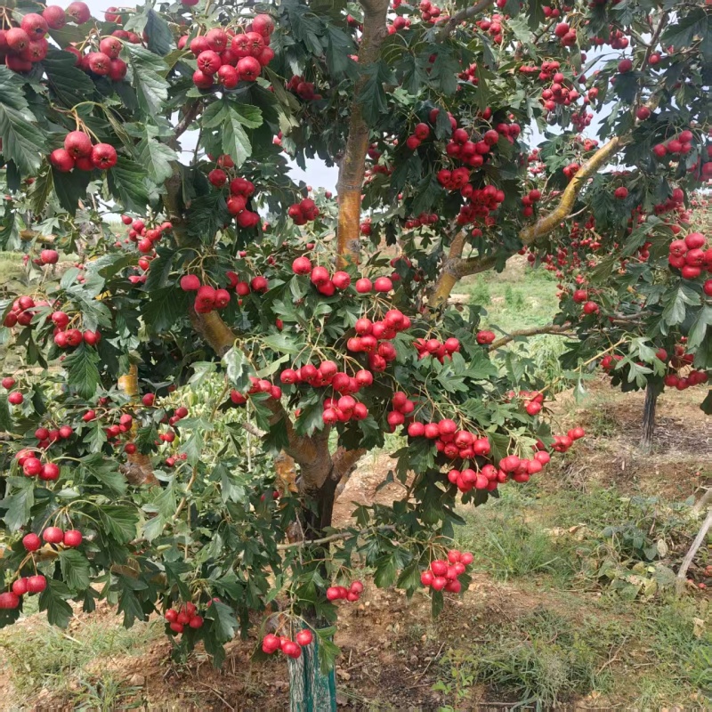 山东新泰市甜红子山楂/品相好/产地发货/量大价优/