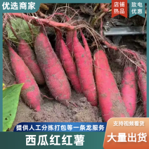 西瓜红红薯河北红薯饶阳西瓜红红薯保证质量批发欢迎联系