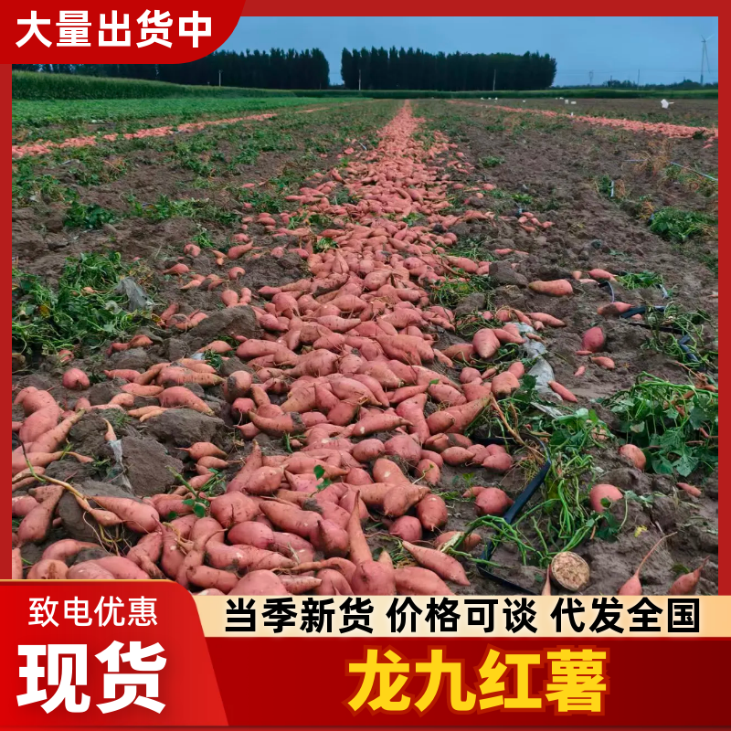 热卖龙九红薯龙薯河北红薯饶阳红薯长期供货量大价优欢迎联系