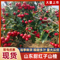 山东甜红子山楂/颜色鲜艳/个大均匀/产量大/现货直发
