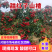 山东新泰市甜红子山楂/量大价优/产地发货/可视频看货