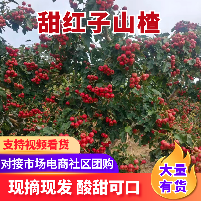 山东新泰市甜红子山楂/量大价优/产地发货/可视频看货