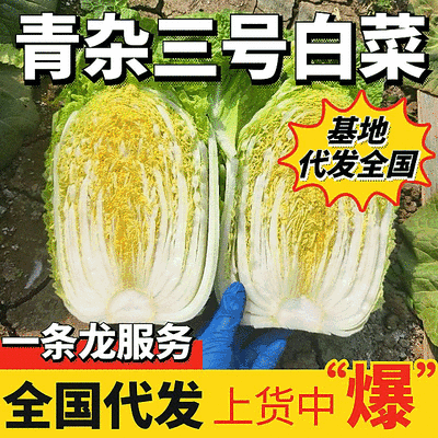 【精选】青杂三号/黄心白菜/净菜4-6斤/基地代发全国