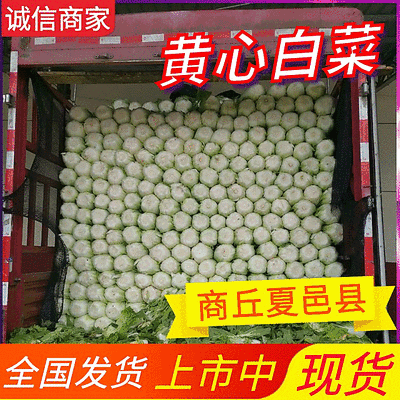 【黄心白菜】商丘夏邑白菜/净菜4-6斤/产地现货/发全国