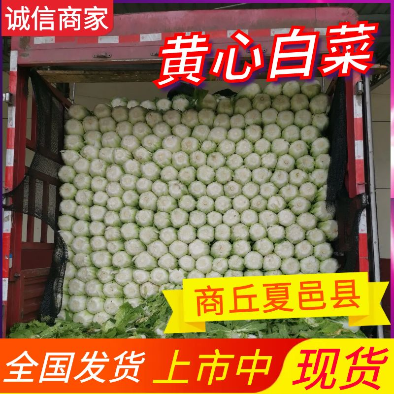 【黄心白菜】商丘夏邑白菜/净菜4-6斤/产地现货/发全国