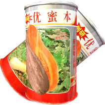 优蜜本南瓜种子中熟蜜本南瓜种籽果面有腊粉有棱沟果型匀称