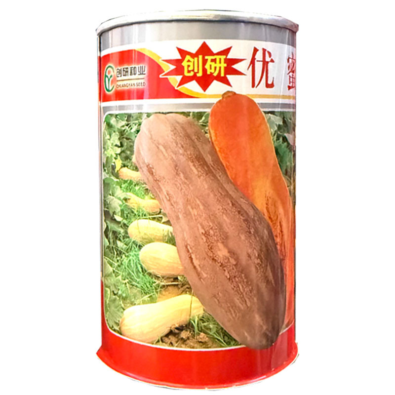 优蜜本南瓜种子中熟蜜本南瓜种籽果面有腊粉有棱沟果型匀称
