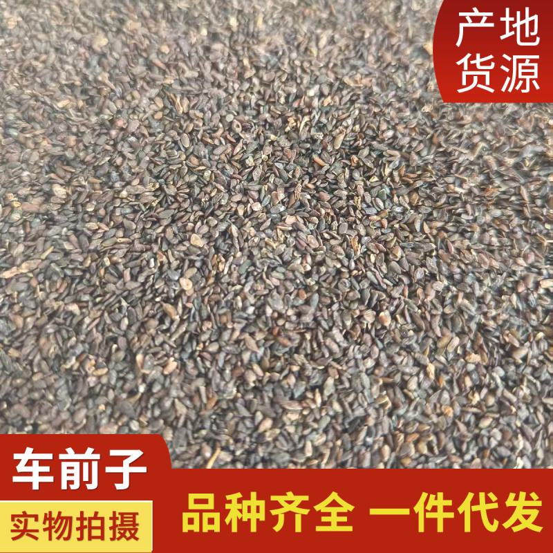中药材车前子新货车前子道地药材现货供应量大从优
