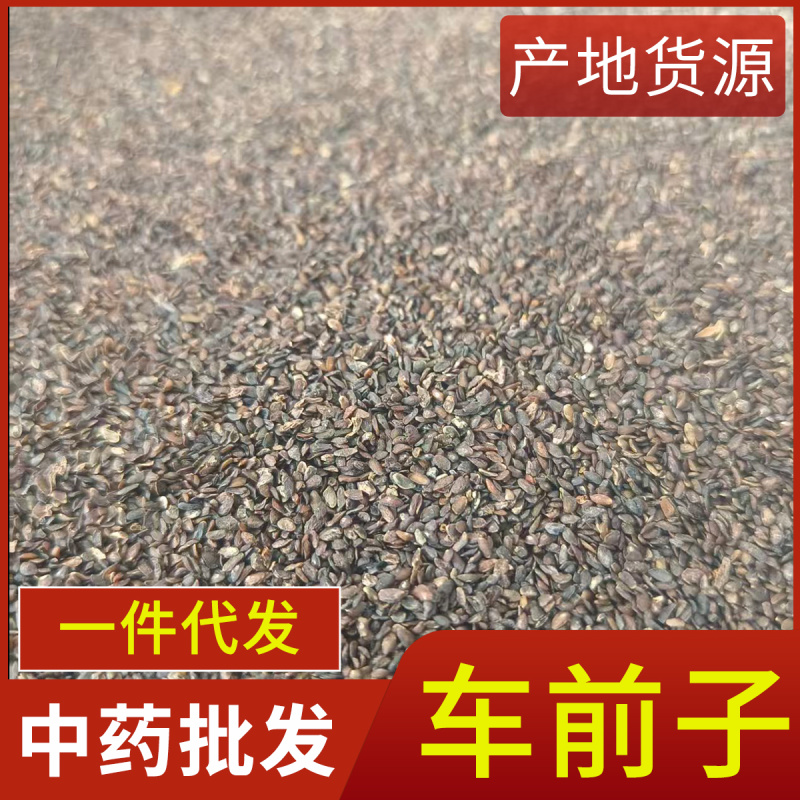 中药材车前子新货车前子道地药材现货供应量大从优