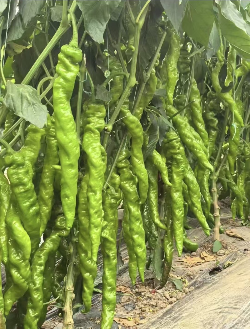 精品螺丝椒，一手货源，全国发货，诚信经营