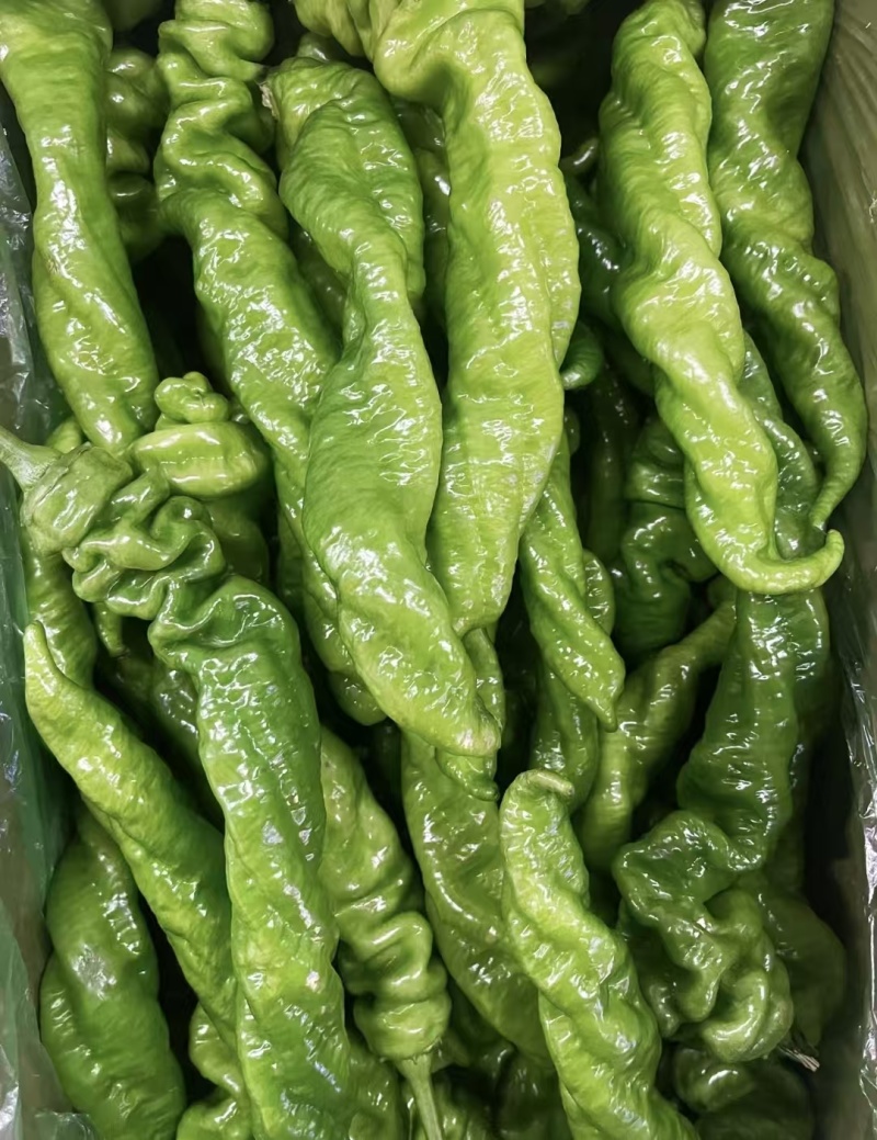 精品螺丝椒，一手货源，全国发货，诚信经营