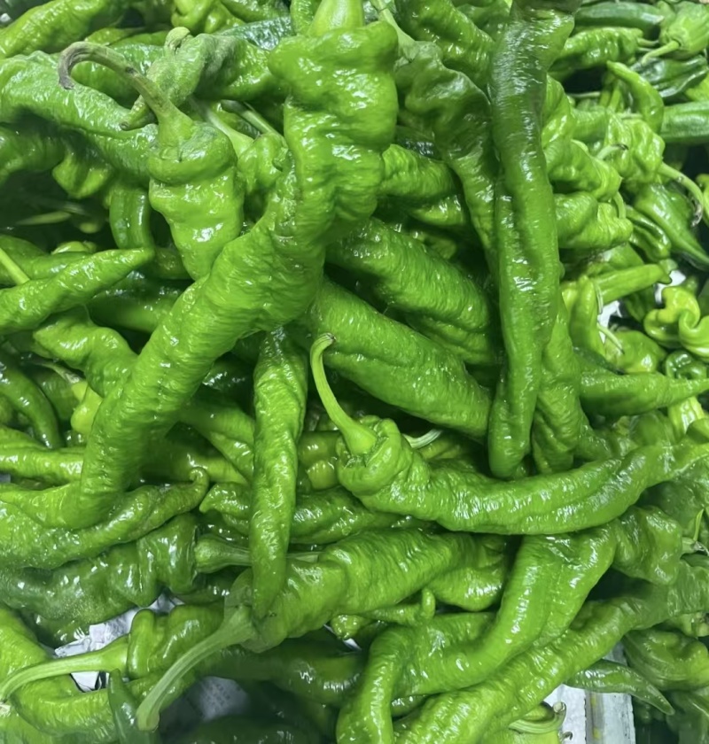 精品螺丝椒，一手货源，全国发货，诚信经营