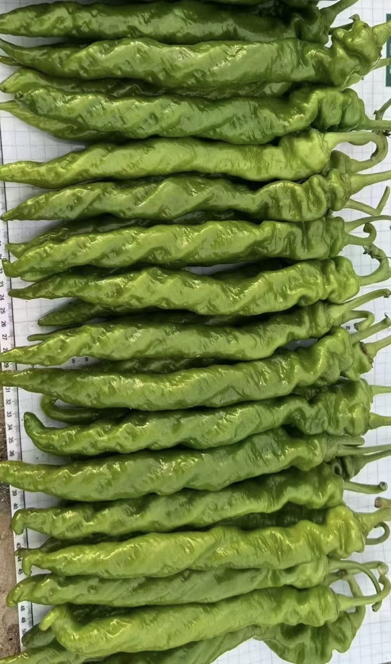 精品螺丝椒，一手货源，全国发货，诚信经营