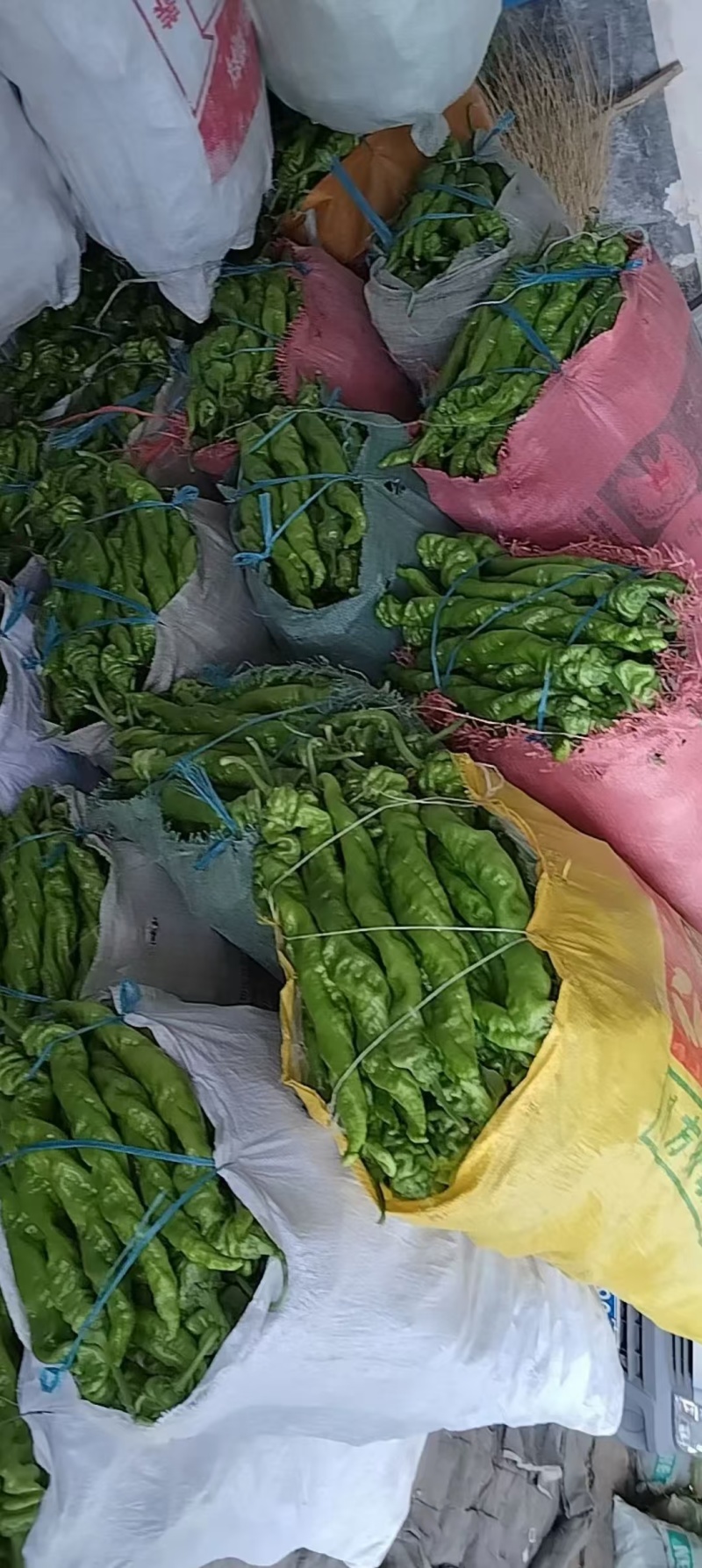 精品螺丝椒，一手货源，全国发货，诚信经营