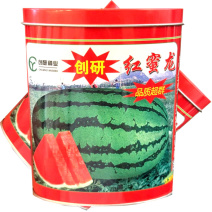 红蜜龙西瓜种子杂交中熟西瓜种籽抗病耐重茬糖度高基地种植