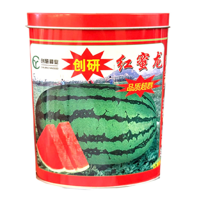 红蜜龙西瓜种子杂交中熟西瓜种籽抗病耐重茬糖度高基地种植