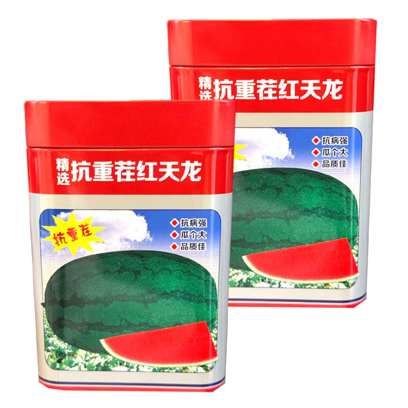 抗重茬红天龙西瓜种子抗病抗重茬瓜大果肉大红基地种植