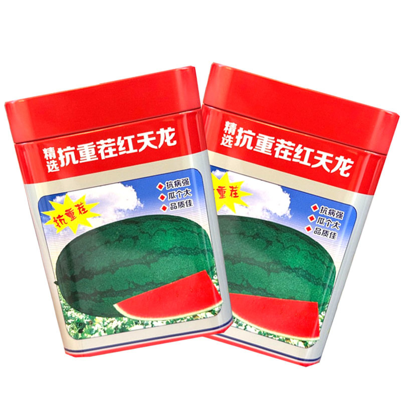 抗重茬红天龙西瓜种子抗病抗重茬瓜大果肉大红基地种植