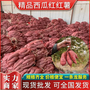 【西瓜红红薯】山东蜜薯/沙土地红薯/规格齐全/全国发货