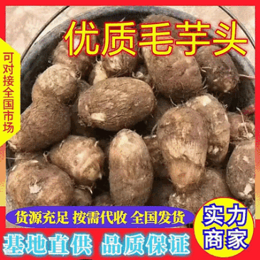 毛芋头8520/产地大量现货供应/规格齐全/可全国发货