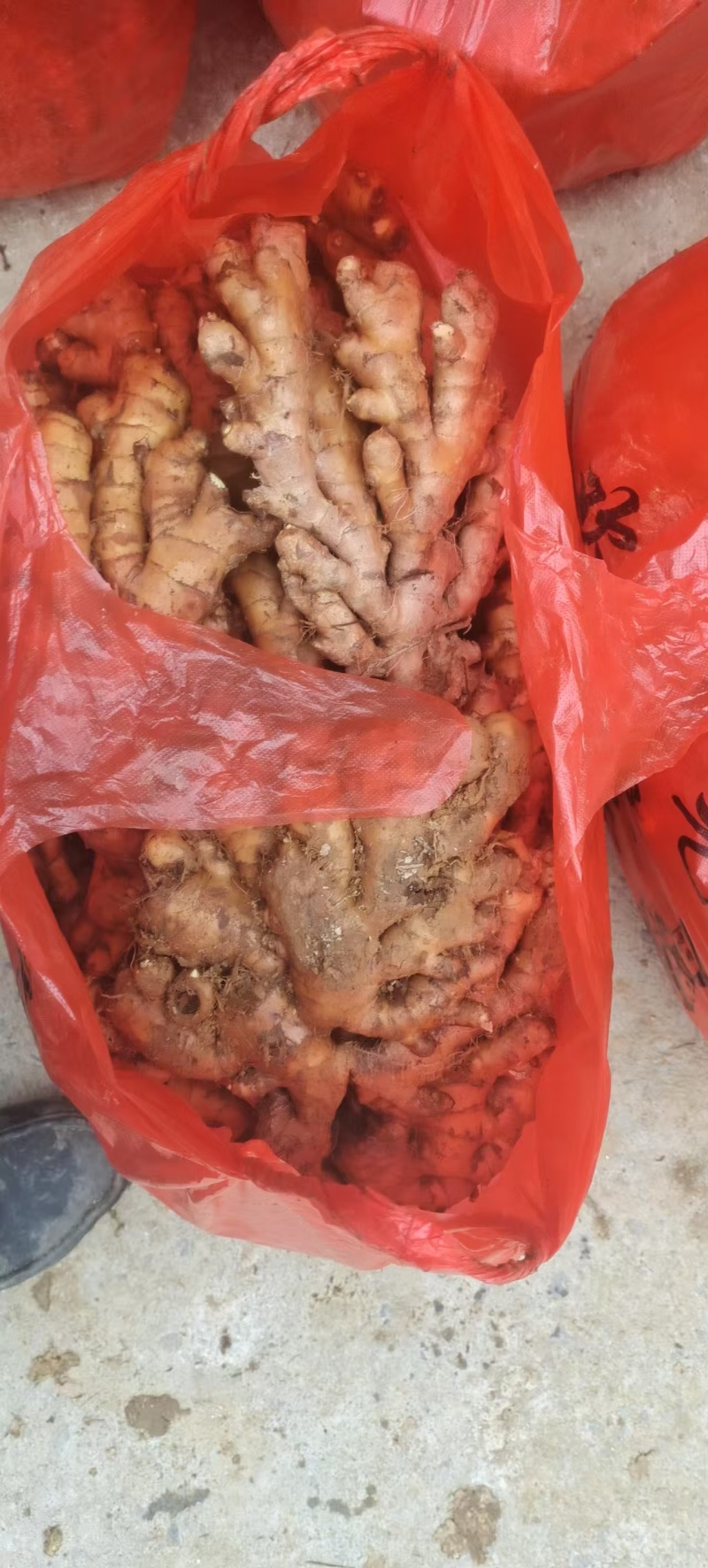 生姜、老姜大量有货，量大价格从优，可视频看货