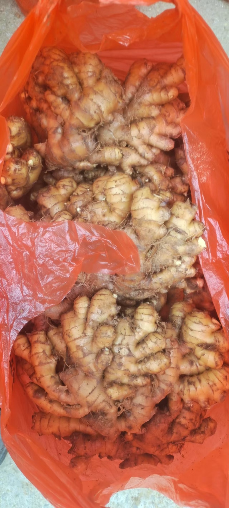 生姜、老姜大量有货，量大价格从优，可视频看货