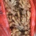 生姜、老姜大量有货，量大价格从优，可视频看货