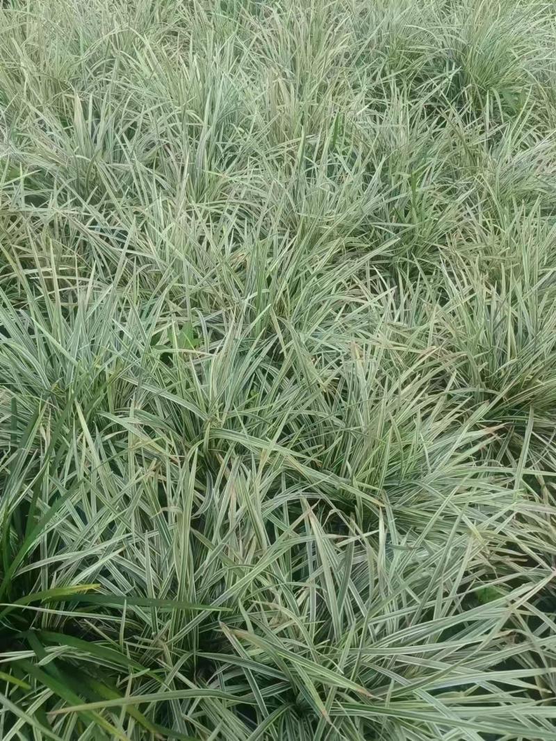 银边草、大量有货，量大价格从优，欢迎各位老板来电咨询