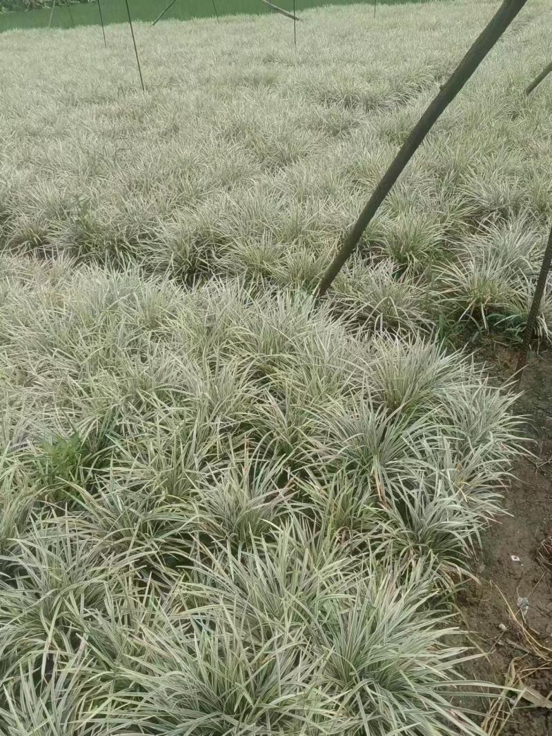 银边草、大量有货，量大价格从优，欢迎各位老板来电咨询