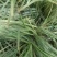 银边草、大量有货，量大价格从优，欢迎各位老板来电咨询