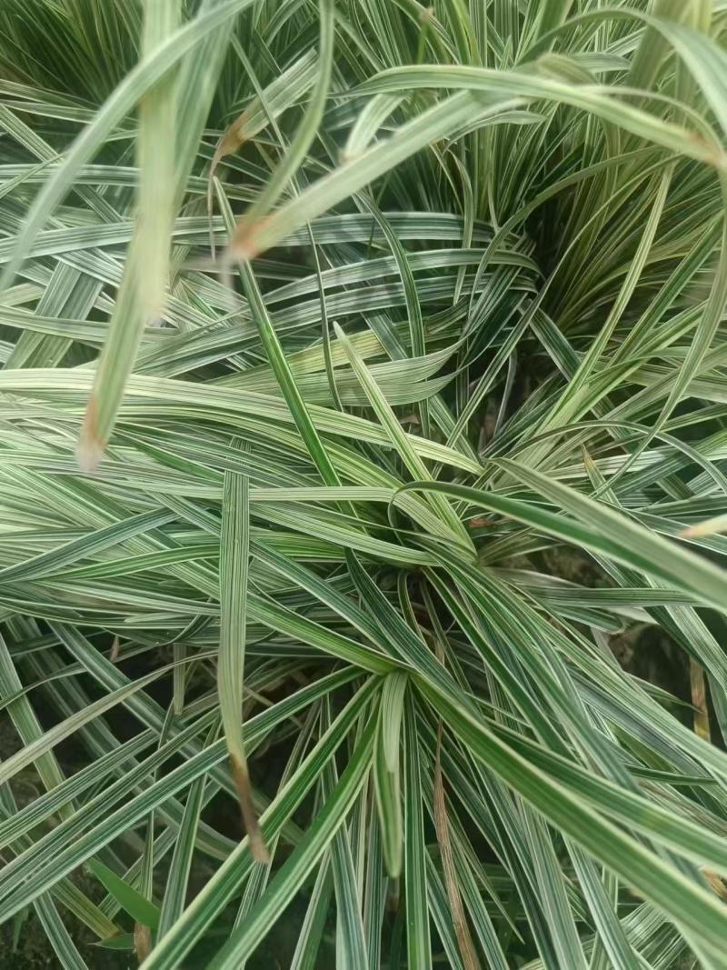 银边草、大量有货，量大价格从优，欢迎各位老板来电咨询