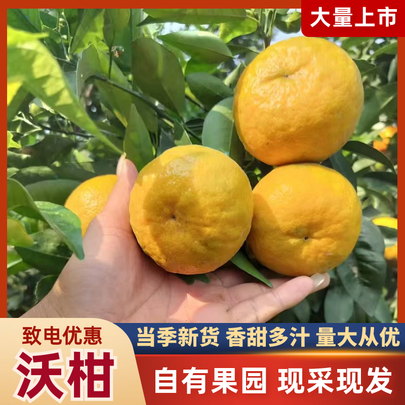 云南沃柑大量现货供应/现摘现发/量大从优/视频看货发全国