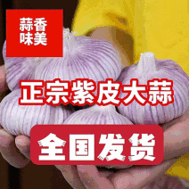 新干紫皮大蒜（坏烂包赔出口品质）紫皮蒜山东大蒜